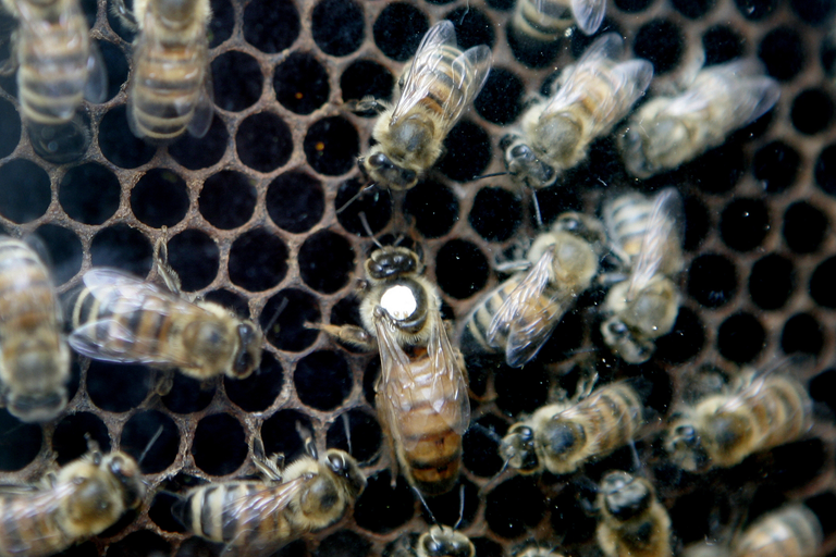 Neonicotinoïden niet gevaarlijk voor honingbijen - Foto: ANP