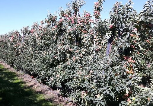 Foto David van de Graaff: Appelperceel behandeld met kleimengsel Surround ter voorkoming van zonnebrand op 30 augustus.