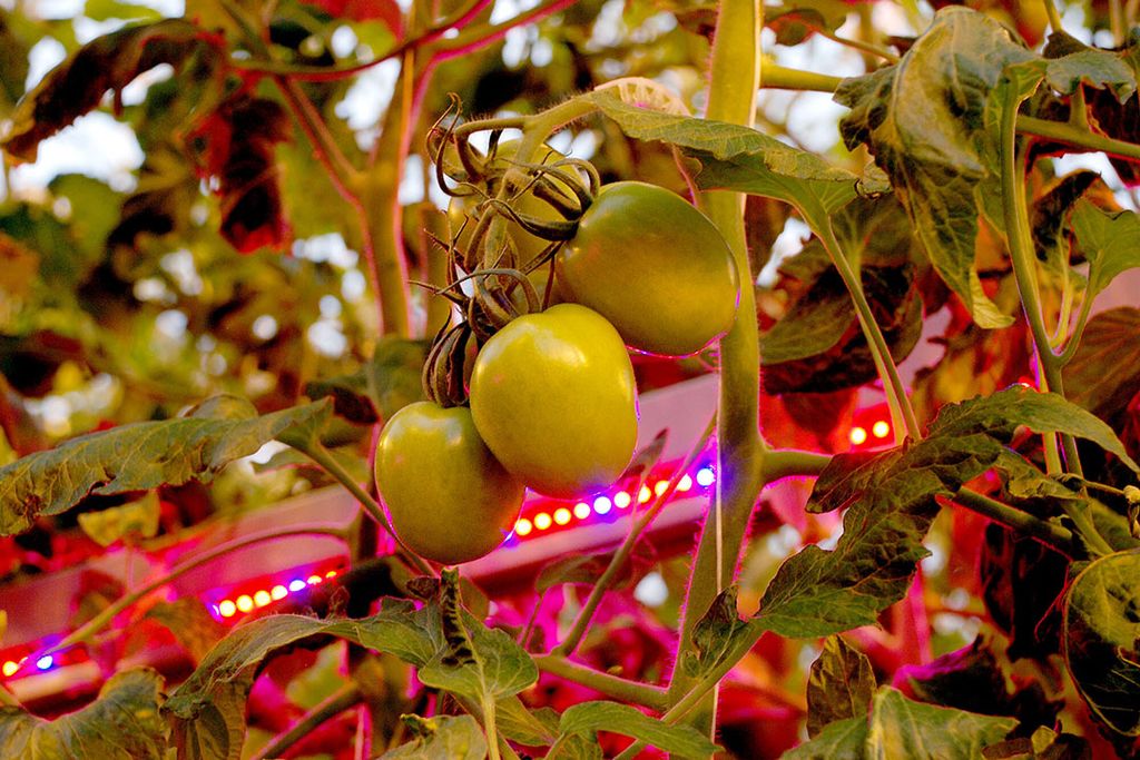 Voor tomaten moet Nederland prijzen van losse, tros- en cherrytomaten inleveren bij de Europese Commissie. - Foto: Misset