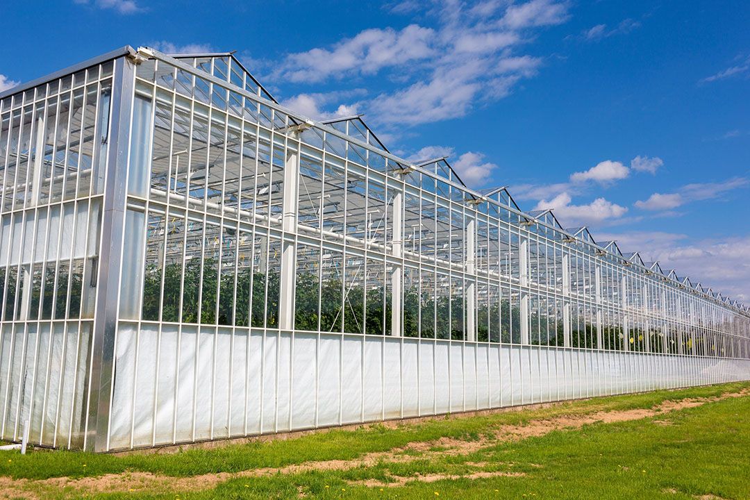 Rentabiliteit glastuinbouw