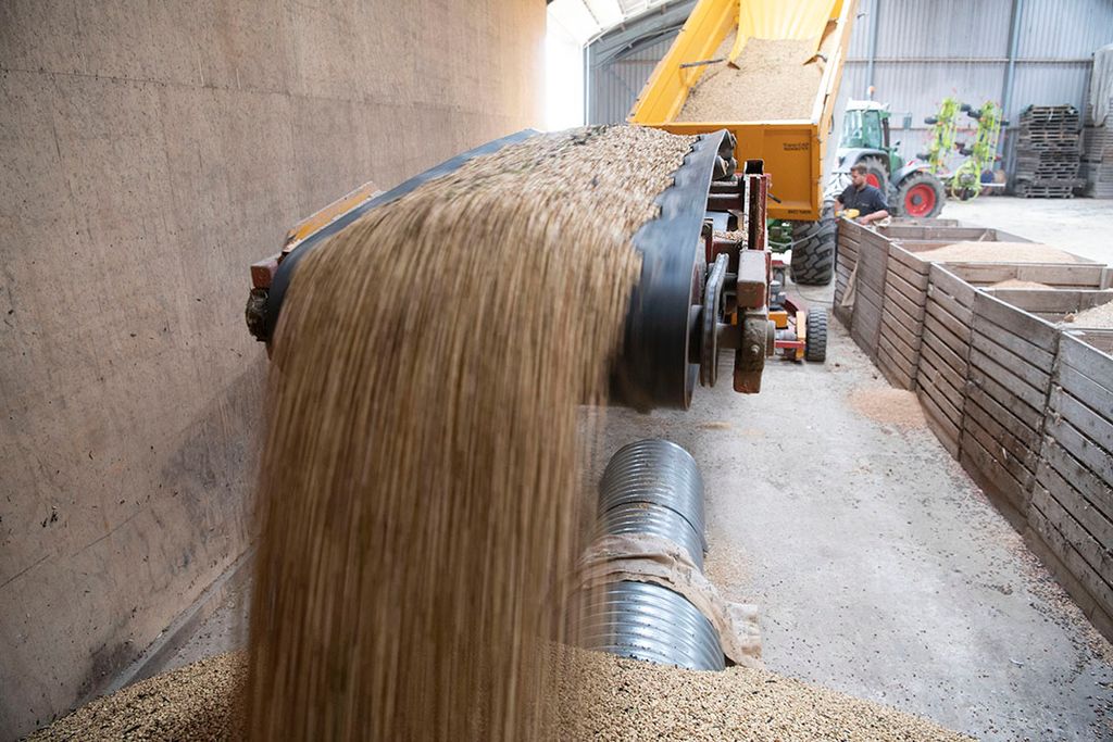 Voor teelt van voedergewassen zoals de hier geloste veldbonen zou braakland ingezet kunnen worden. - Foto: Mark Pasveer