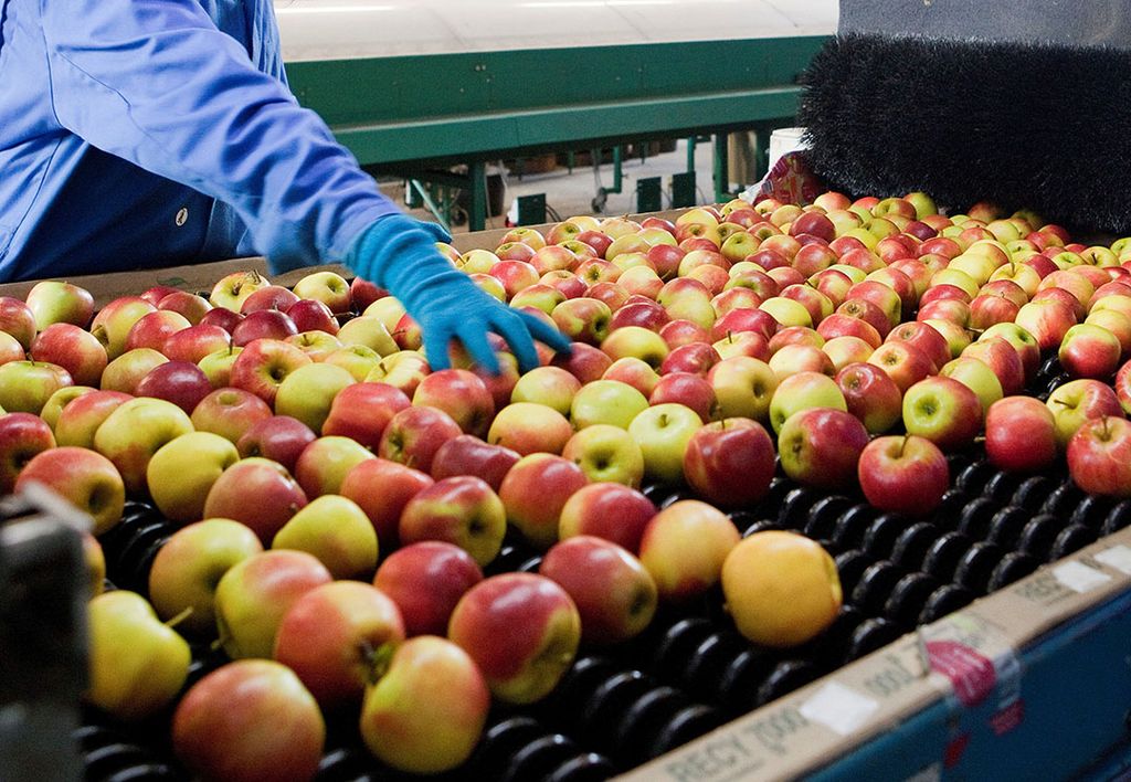 Sorteren van appels. - Foto: G&F