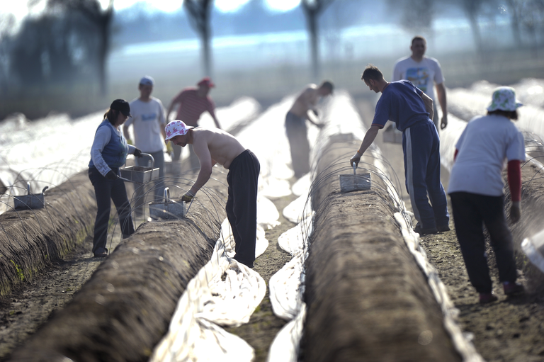 Seizoensarbeiders bezig met asperges steken.</p> <p><em>Foto: Marcel van Hoorn</em>