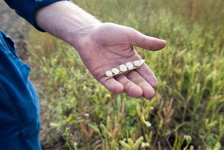 Sojaboon. Verdient de importpeulvrucht zijn slechte naam? - Foto: Frank Uijlenbroek