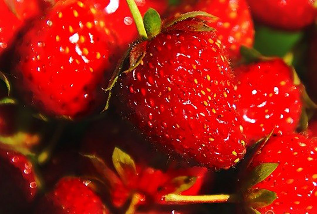 Aardbeienprijs loopt op. Foto: ANP