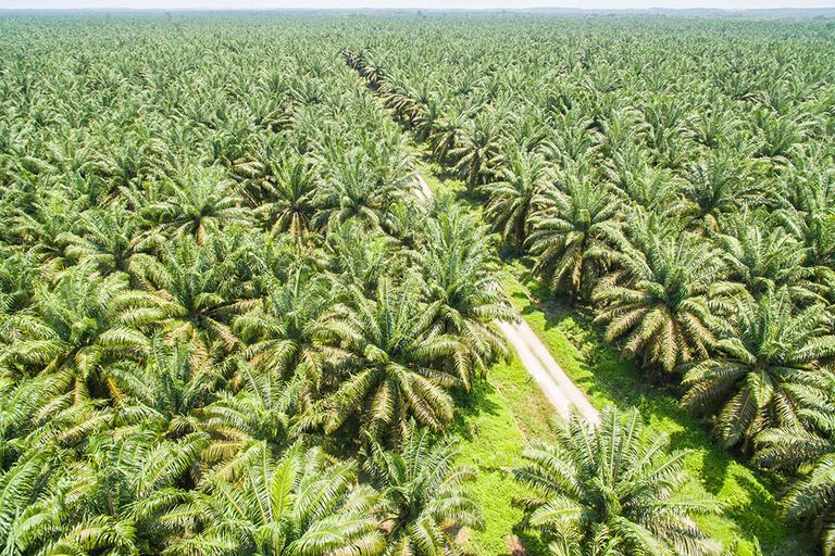 Om ruimte te maken voor palmolieplantages wordt dikwijls regenwoud platgebrand. Milieu- en mensenrechtenorganisaties zijn daarom al lang erg kritisch op de productie van palmolie. - Foto: Canva/yusnizam