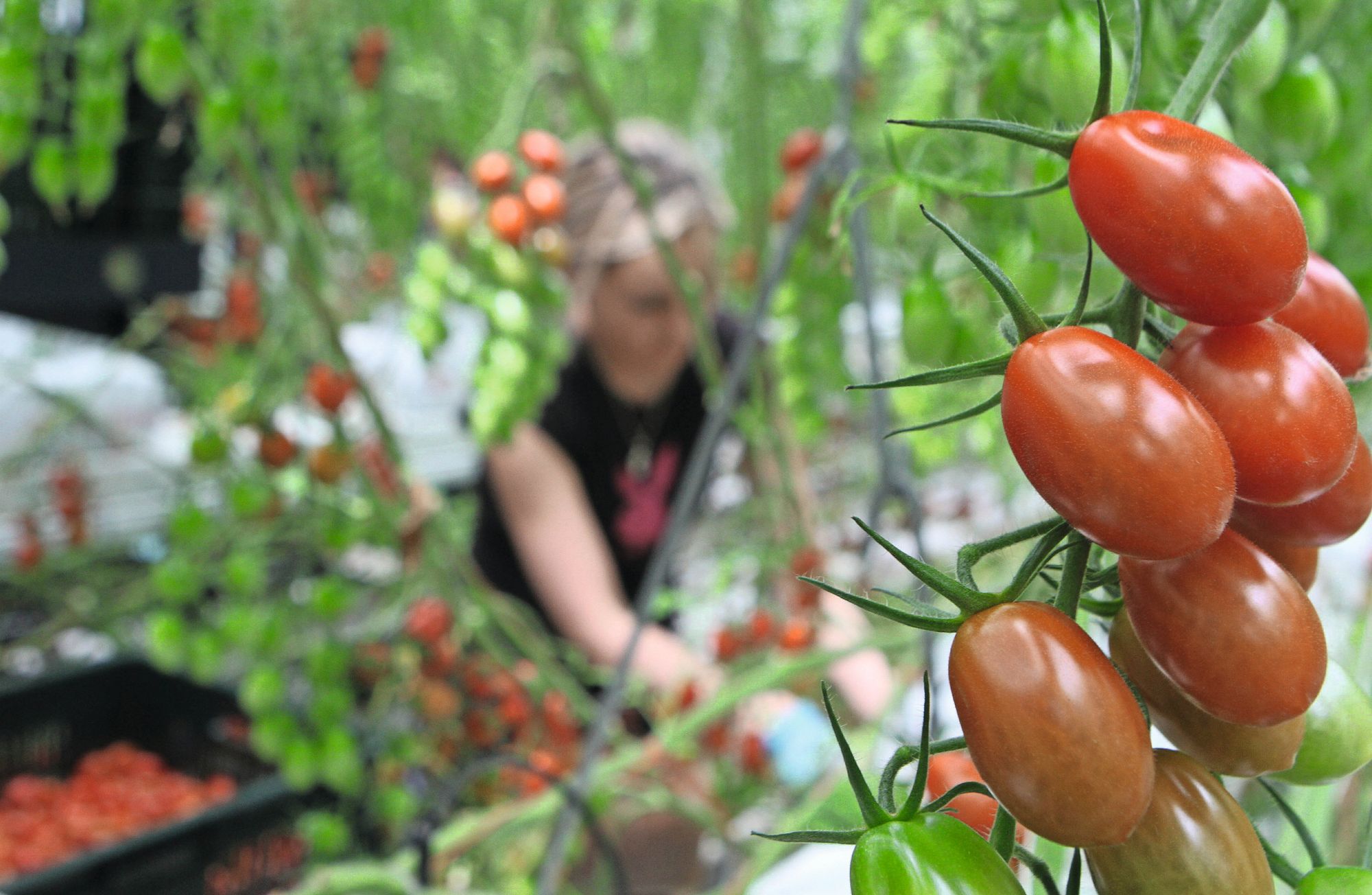 Oogstmedewerker in tomatenkas. Foto: Vidiphoto