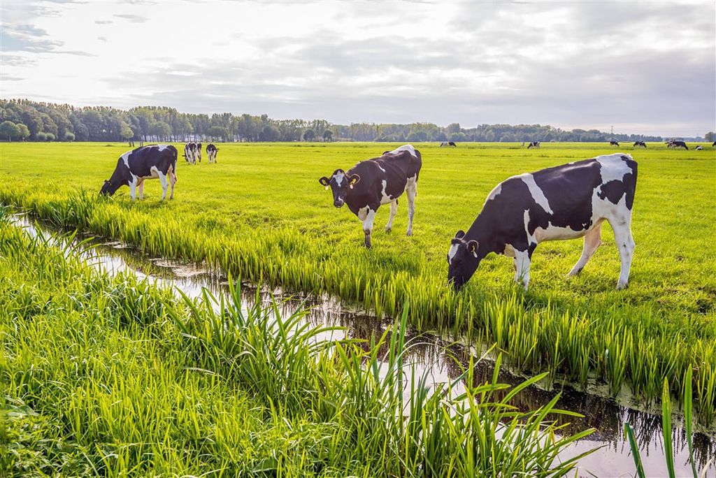 Een van de dilemma's die WUR heeft geïdentificeerd is: houden we dieren met het doel hoogwaardige eiwitten te produceren of worden dieren uitsluitend ingezet voor de ‘verwerking’ van gras en reststromen? - Foto: ANP