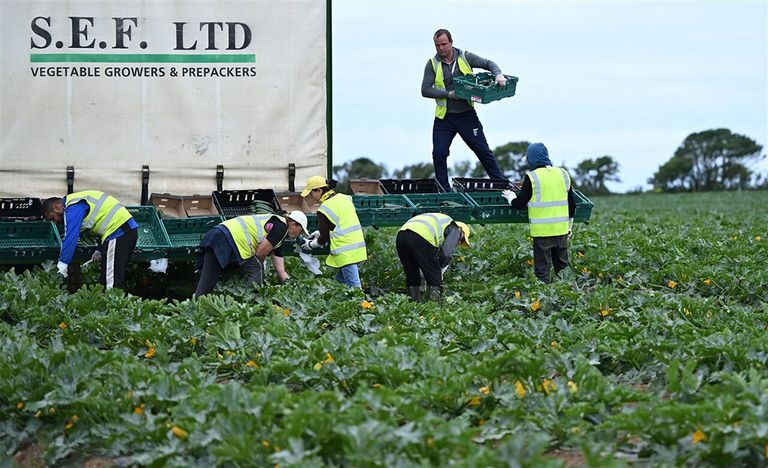 Courgettes worden geoogst op een een akkerbouwbedrijf in in het zuidwesten van Engeland. Veel voedselverspilling zou al bij primaire producenten ontstaan. - Foto: ANP