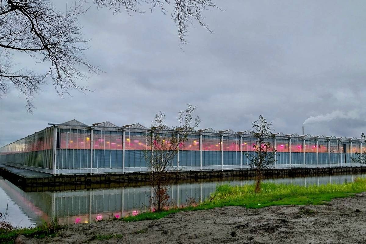 Moderne kas in Pijnacker. De gemeente Pijnacker-Nootdorp heeft nog ruimte voor 150 hectare glas. Foto: Ton van der Scheer