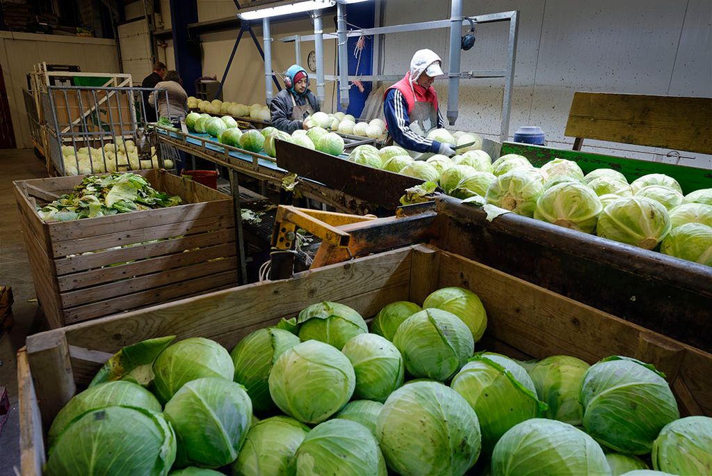 Inpakken van witte kool. De Leidraad van de ACM stelt dat PO’s in de sector groenten en fruit de volledige productie moeten verkopen. Foto: Lex Salverda