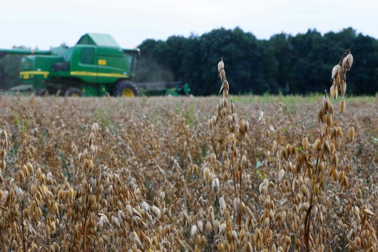 Dit jaar deed één melkveebedrijf al mee aan een kleinschalige proef met de teelt van haver voor FrieslandCampina. - Foto: Henk Riswick