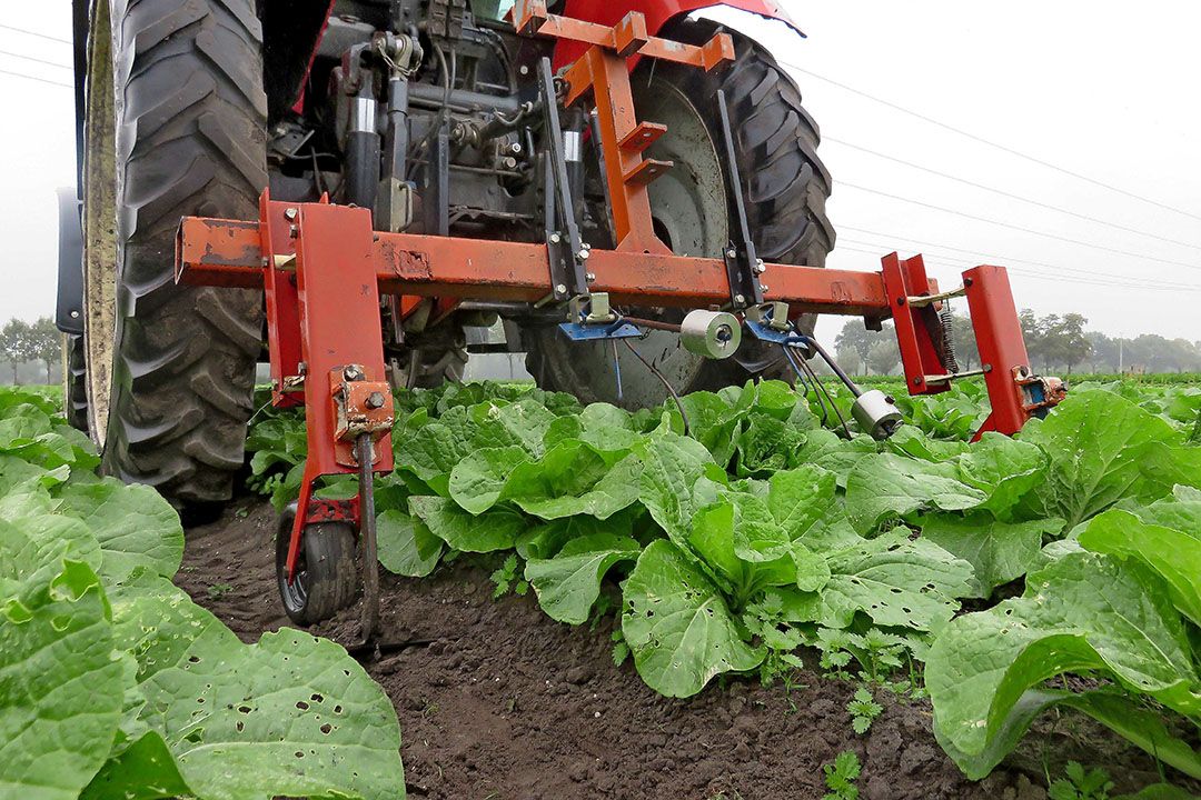 41% van areaal vollegrondsgroente is PlanetProof