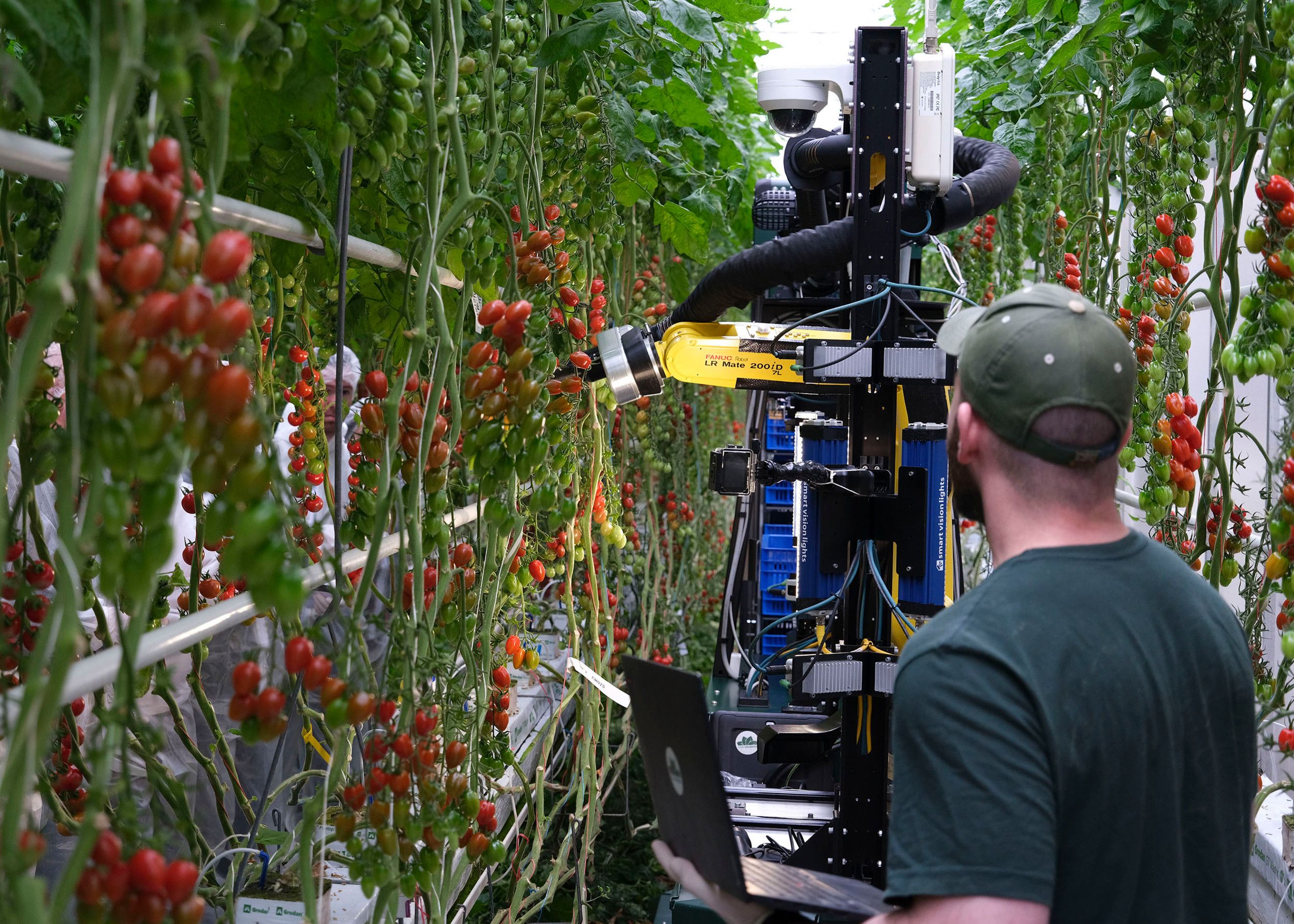 Tomatenoogstrobot. – Foto: Paul Schipper/Syngenta