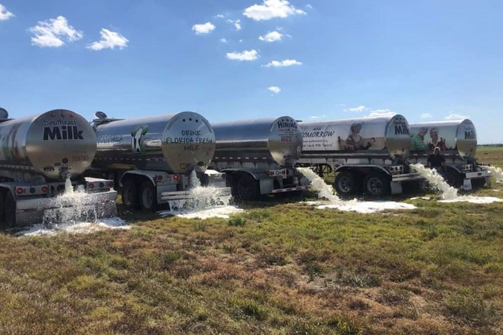 Het dumpen van melk in Florida. - Foto: Twitter @BenLButler