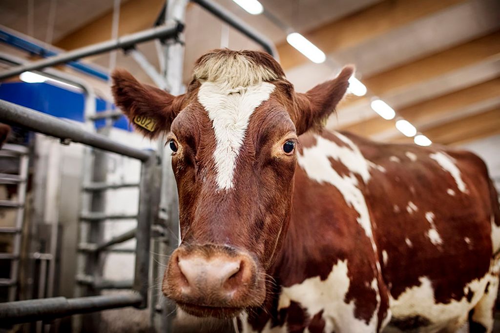 Foto: Bo Mathisen - Tine
