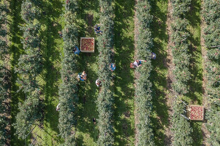 Appeloogst. Rabobank verwacht een kostprijsstijging van € 0,13 tot € 0,16 per kilogram hardfruit. Foto: Peter Roek