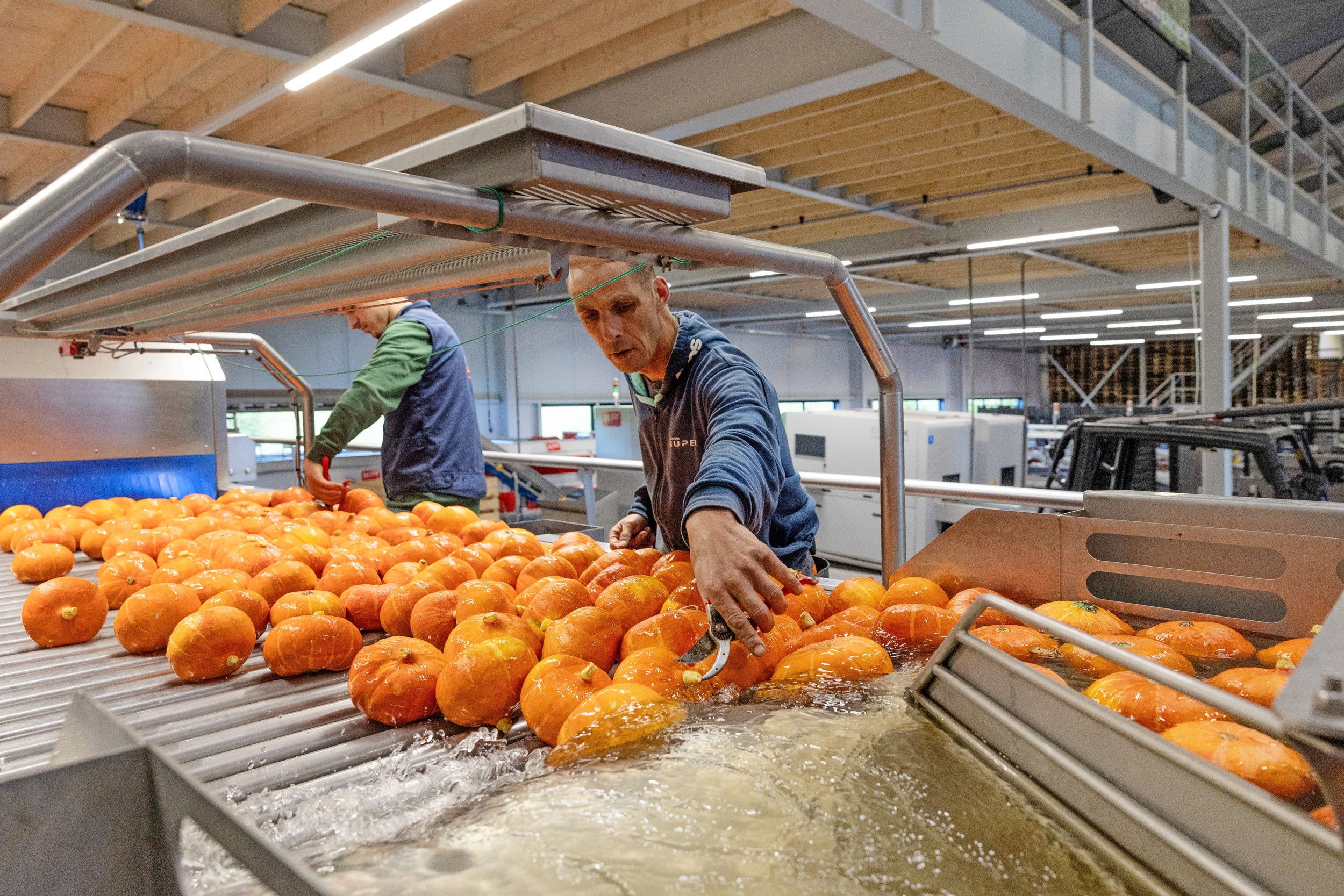 Een wintersquash zet in de bewaring zetmeel om in suikers. Daardoor wordt een bewaarde wintersquash zoeter en voller van smaak.