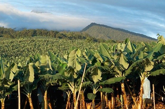 Bananenplantage van Sumitomo in Filipijnen