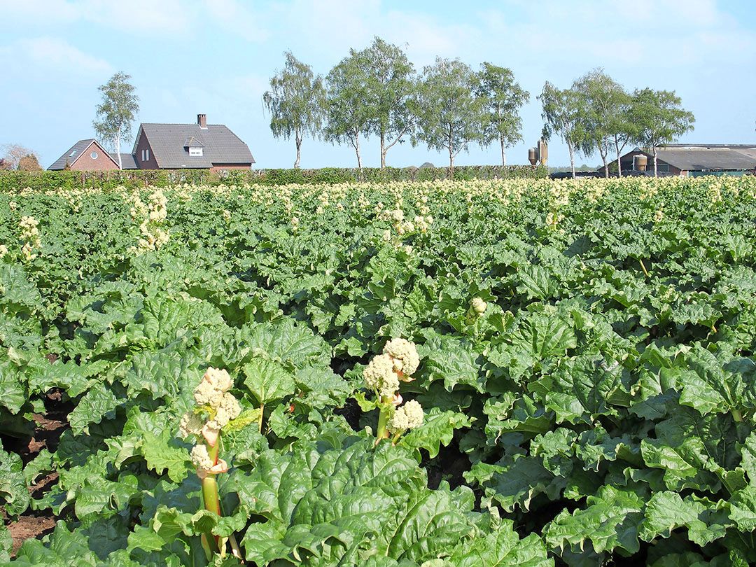 Tot half oktober is het vooral zaak om de onkruiddruk niet te zeer te laten oplopen. - Foto: Stan Verstegen