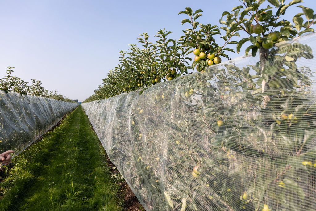 Er is één opvallende aanbeveling uit de evaluatie over de brede weersverzekering gericht op hagelnetten. Foto: Herbert Wiggerman