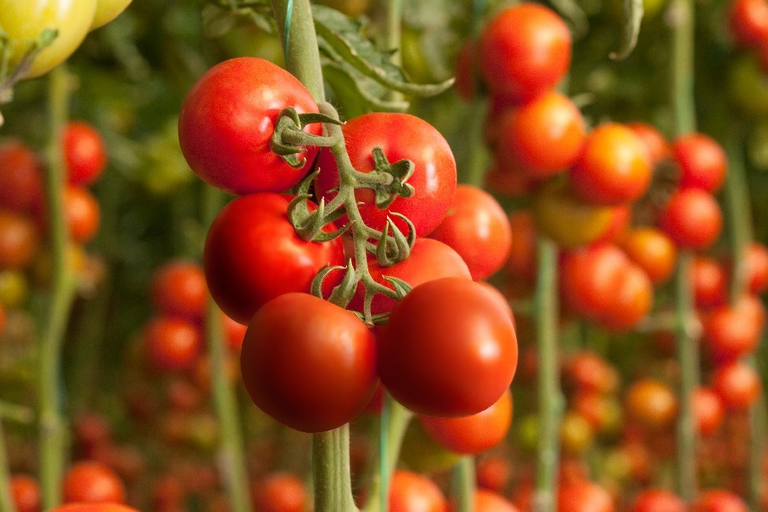 40 procent van de EU-export van tomaten gaat naar Wit-Rusland