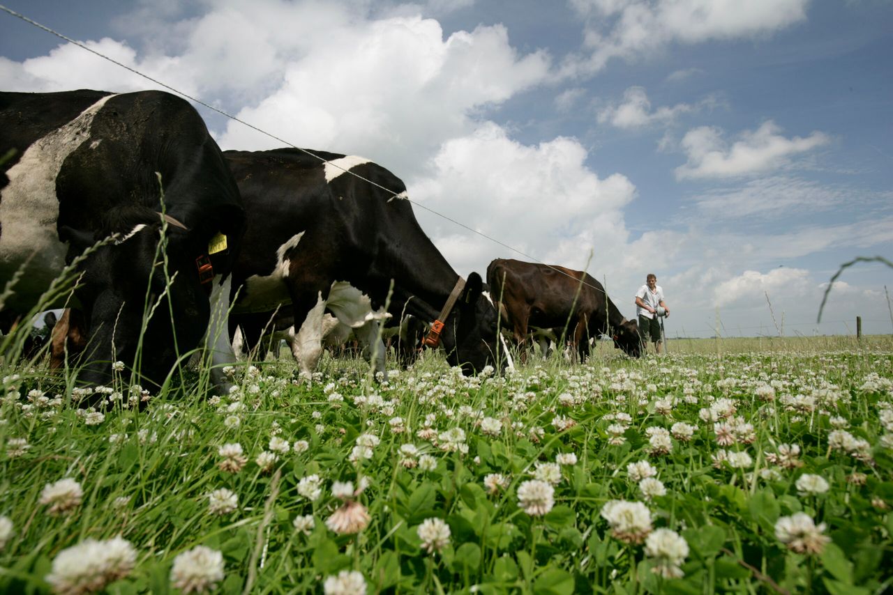 Vlinderbloemigen, zoals klaver, leven in symbiose met een bacterie die stikstof uit de lucht bindt. Als ook niet-vlinderbloemigen dat kunnen, zou dat een revolutie betekenen in de landbouw. - Foto: Jan Willem Schouten