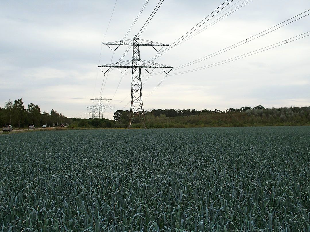 Twan Wijnen haalt nu gemiddeld 50 tot 55 ton prei van een hectare - Foto: Stan Verstegen