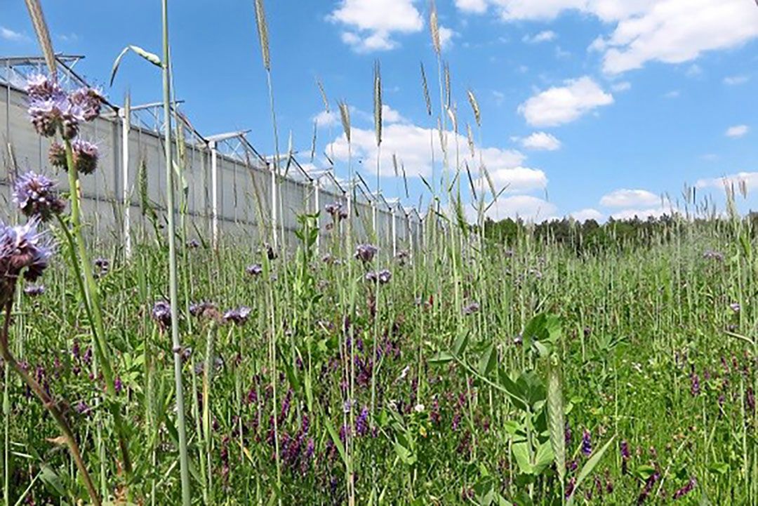 Agrarisch natuurbeheer - Foto: Ton van der Scheer
