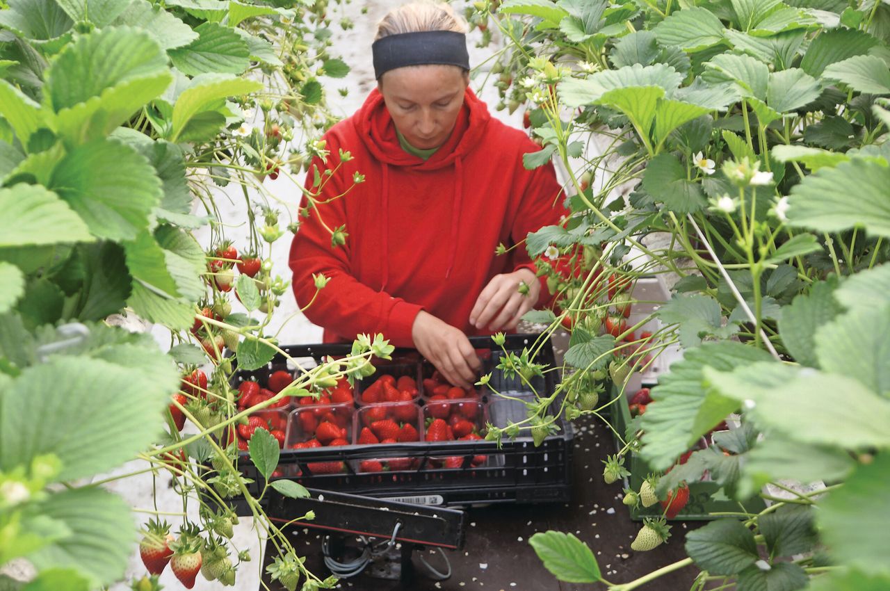Met Inspire kruipt zo’n 30% van de totale arbeidsbehoefte in oogstwerk, met Elsanta wel tot 60%. Foto's: Joost Stallen