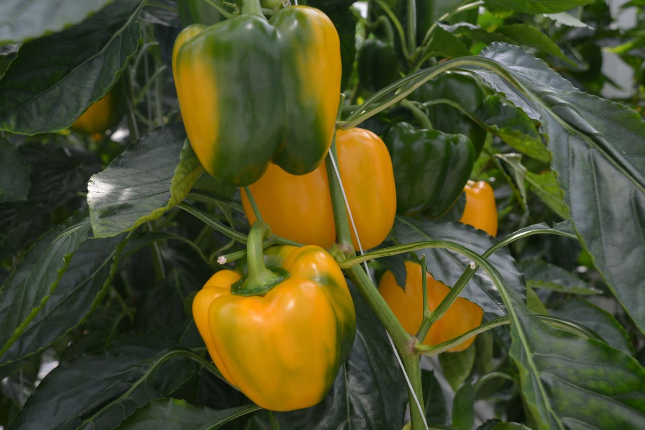 Kritisch naar watergift paprika kijken