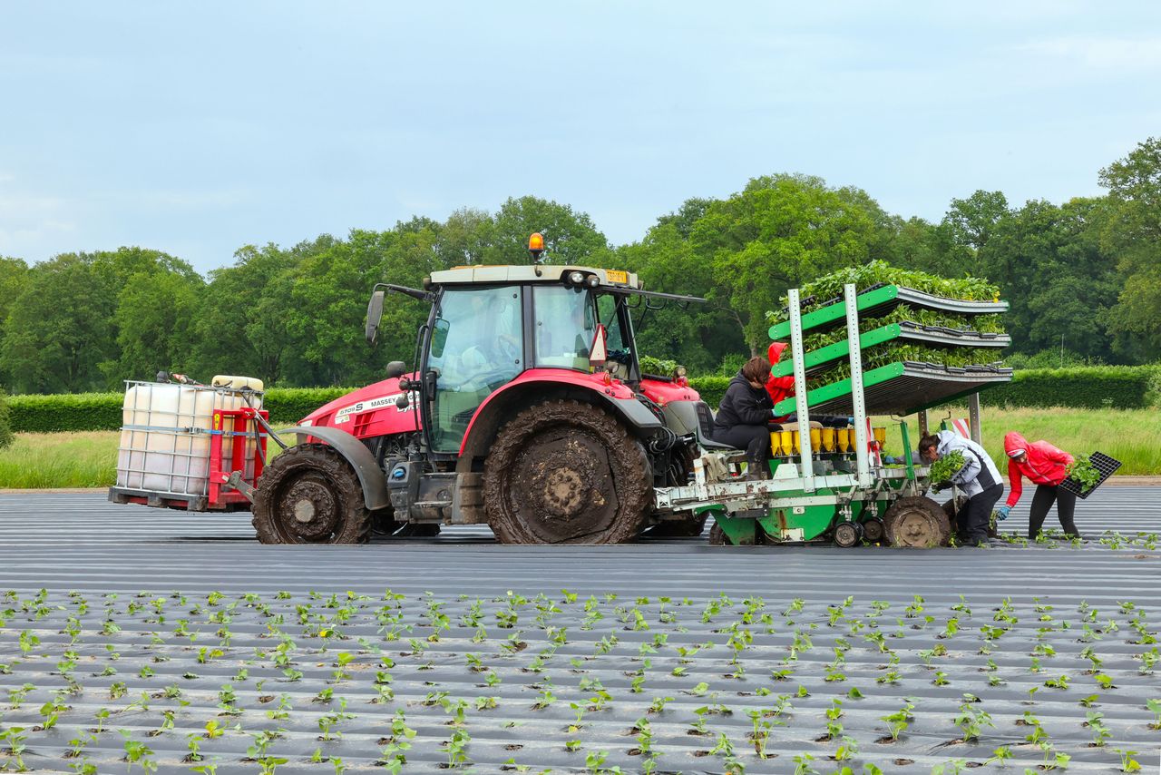 De vele regen gooide bij Pieter Verschure geen roet in het eten bij het planten. – Foto: Bert Jansen.