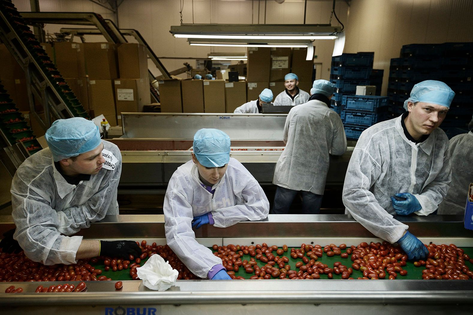 Sorteren van tomaten. - Foto: Kadir van Lohuizen