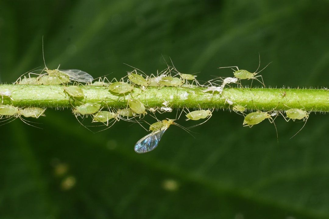 Luizen zijn nog niet eens de grootste plaag, want daar zijn namelijk nog middelen voor. Foto: Canva