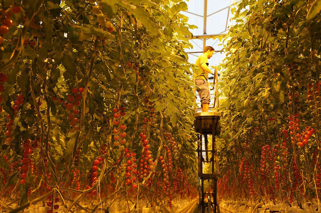 CCC gevonden in onderste trossen tomaten. Oorzaak onbekend. Foto: Gerard Boonenkamp