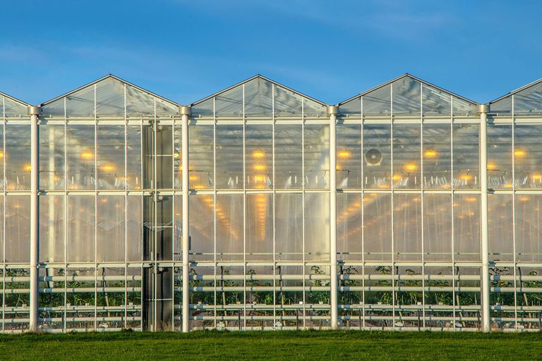 In de glastuinbouw lijken de gevolgen van anderhalf jaar gascrisis nog mee te vallen. - Foto: Canva
