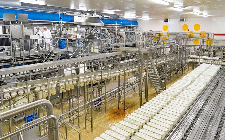 Kaasproductie in de fabriek van FrieslandCampina in Marum (Gr.). Basiszuivel deed het goed in een mindere periode voor de zuivelaar. - Foto: jan Willem van Vliet
