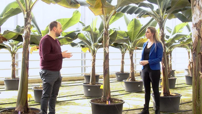 Pieter Vink, oprichter van Nederbanaan, vertelt presentatrice Iris Hofman over de Nederlandse bananenkas. - Beeld: Imago Mediabuilders
