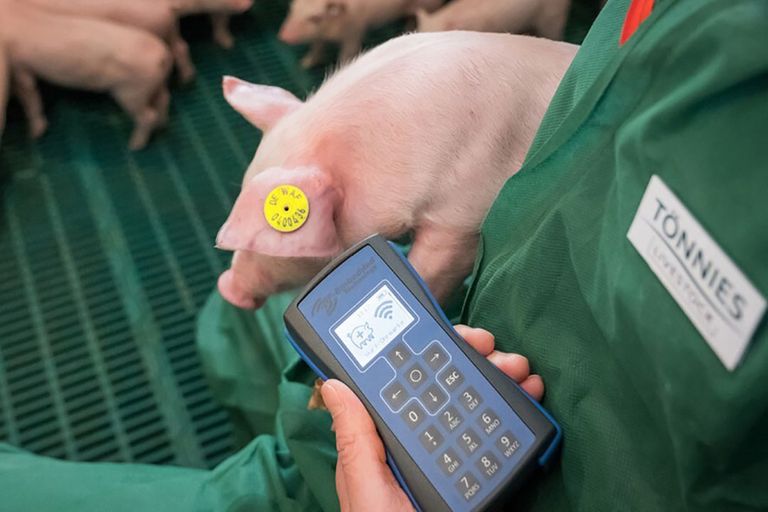 Een medewerker van Tönnies leest een oormerk uit bij een big. De Britse dochteronderneming CPC Meats is marktleider voor bacon in het Verenigd Koninkrijk. - Foto: Tönnies