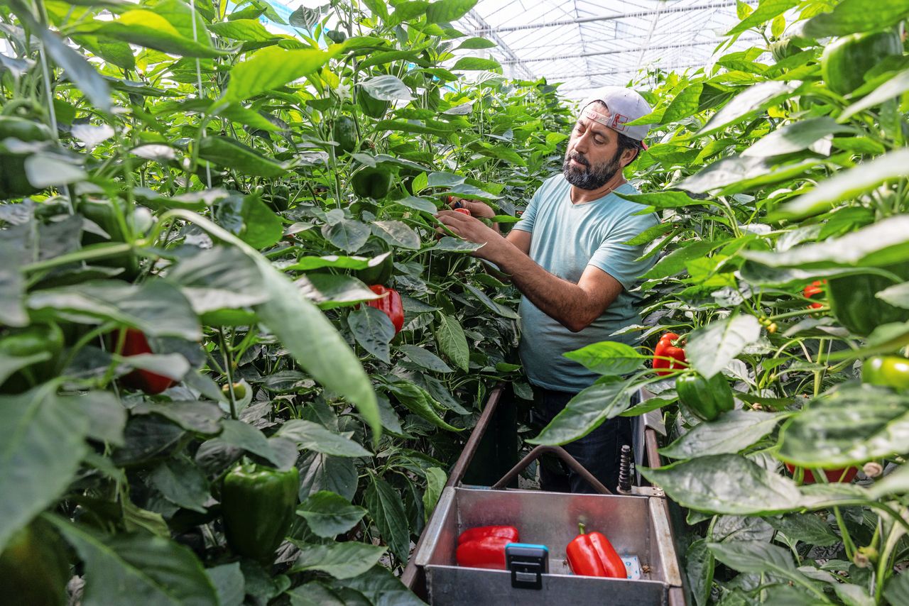 Vanwege wisselende weersomstandigheden valt zowel de groei als de productie een beetje tegen. Foto: Herbert Wiggerman