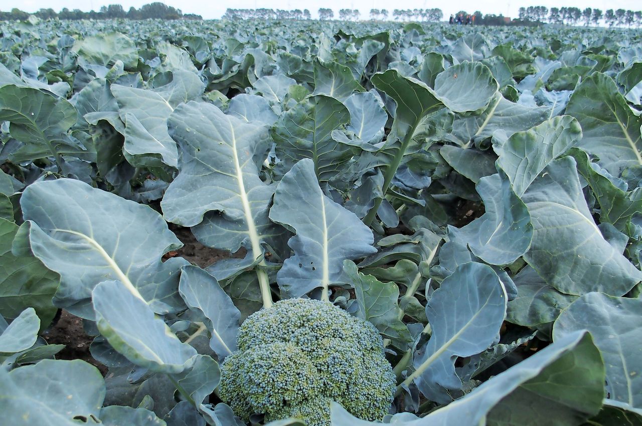 René Verdonk: "De prijzen zijn wel goed, maar we hebben te lang net genoeg broccoli gehad om contracten te vullen.” Archieffoto: Stan Verstegen