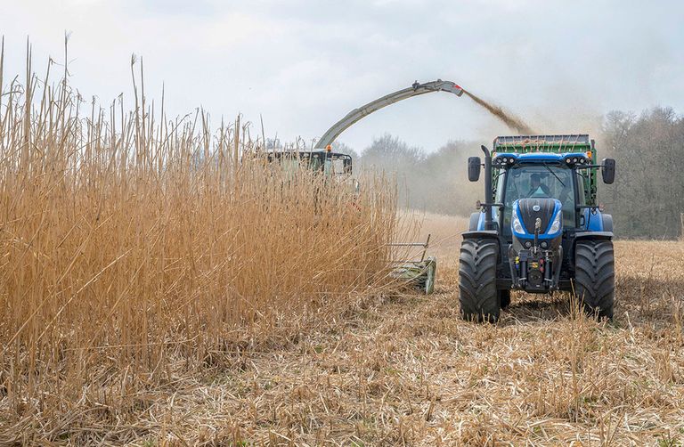 Oogst van olifantsgras. - Foto: Koos van der Spek