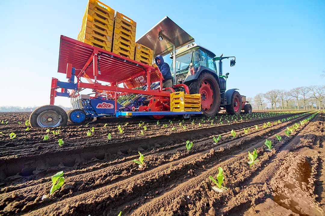 Het planten van ijsbergsla voor de weekschema's is vanaf nu elke week aan de orde bij Compliment. - Foto: Van Assendelft Fotografie