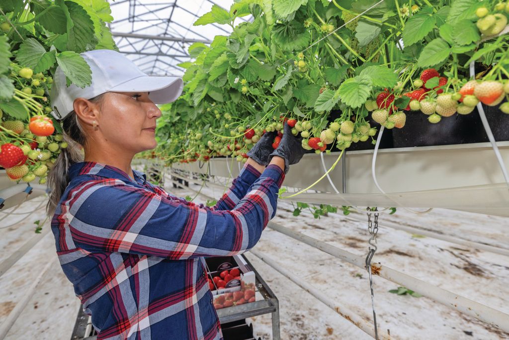 Medewerkster Cristina Holotâ oogst in de kas bij Jack Hereijgers aardbeien van het ras Sonsation - Foto: Peter Roek.