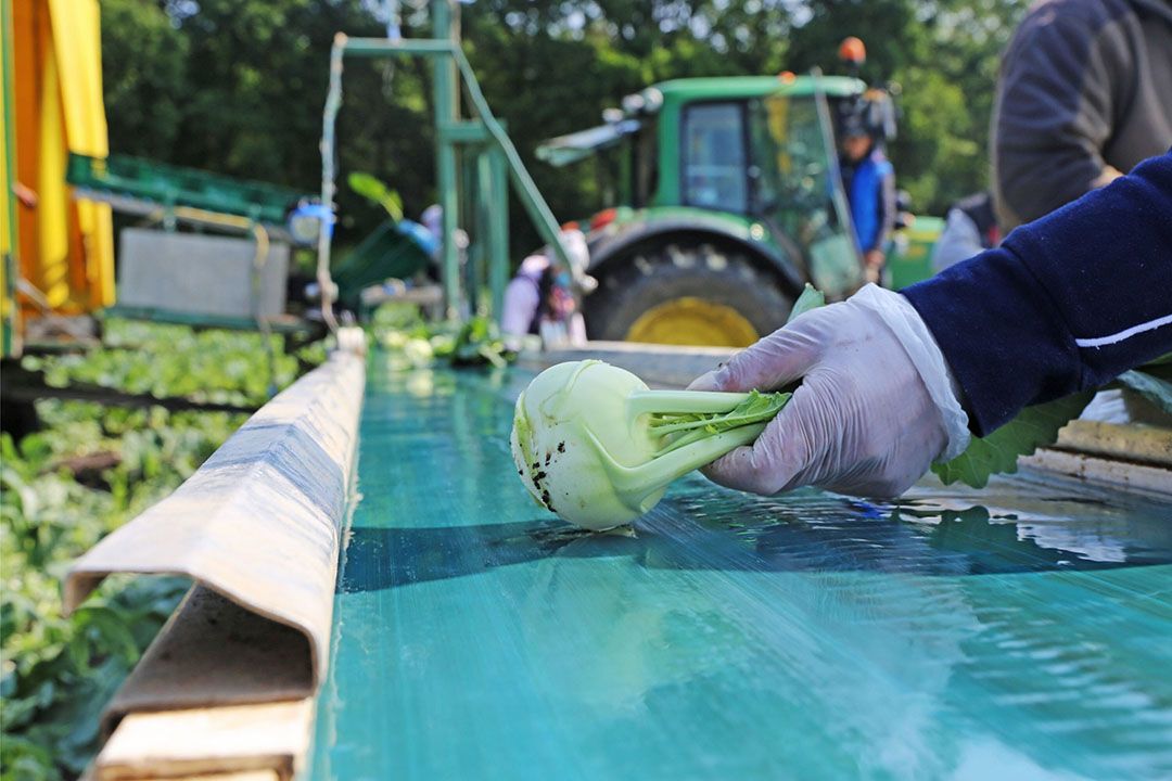 Oogst van koolrabi, een populaire groente in Duitsland. - Foto: Canva