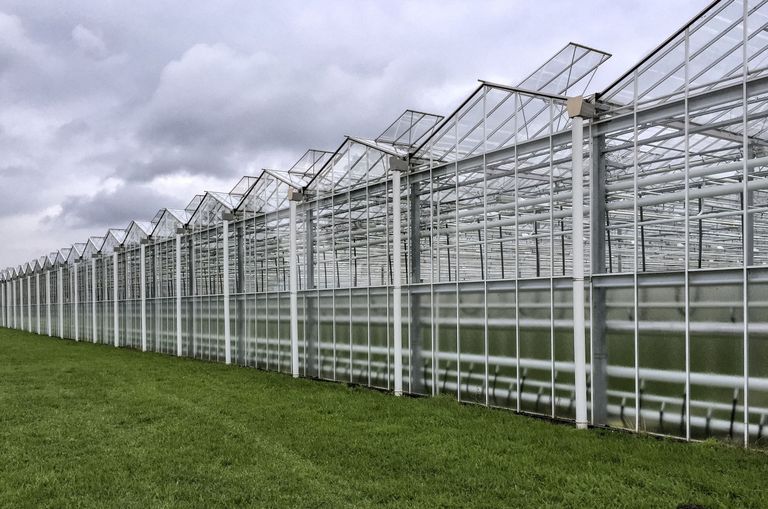 Het rapport Toekomstperspectief Tuinbouwketen Limburg+ biedt een routekaart voor de verdere ontwikkeling van deze sector. Foto: ANP