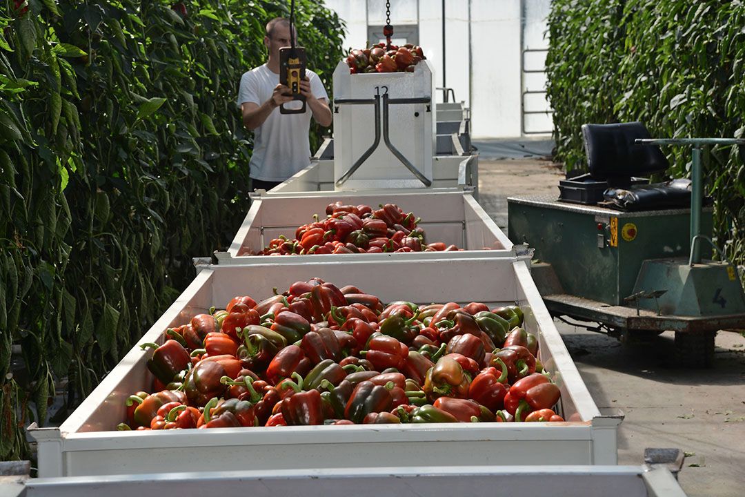 Paprika lossen. - Foto: Peter Visser