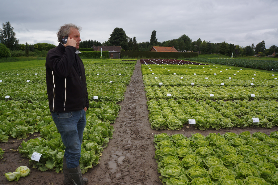 Rijk Zwaan komt met vertraagd verkleurende slasoorten