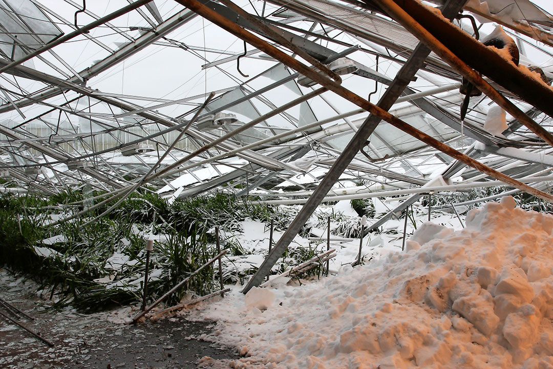 De ingestorte kas van bloemenbedrijf R.D. Lievaart en Zonen in Naaldwijk. - foto: Harry Stijger