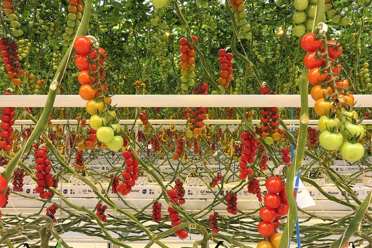 Tomaten in het De Ruiter Experience Center. Daar zijn ook ToBRFV-resistente rassen te zien. - Foto: Ton van der Scheer